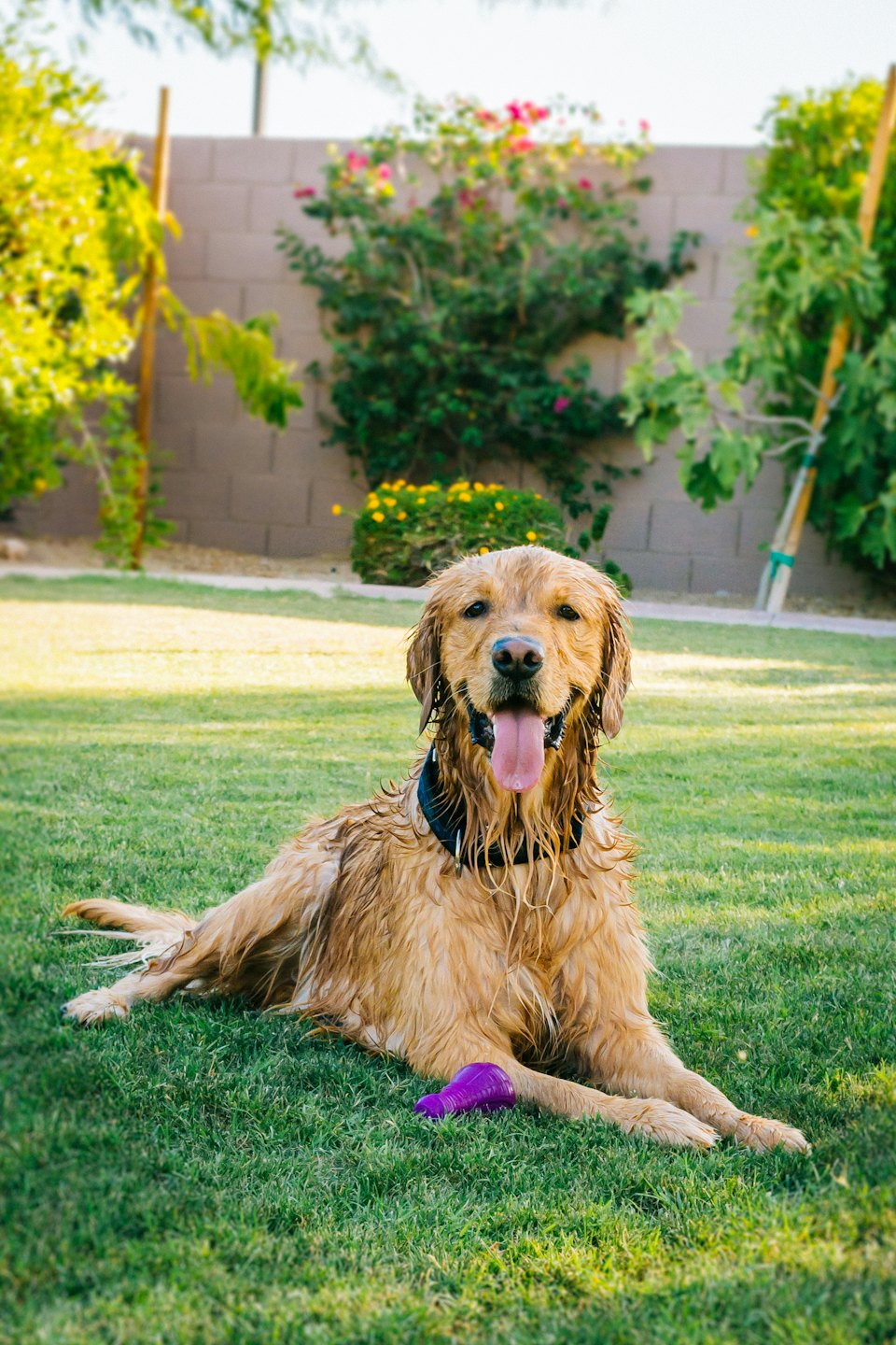 A golden retriever lies on the grass with a toy.