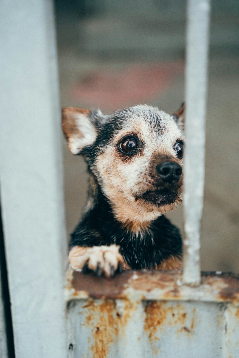 A scruffy dog looks through rusted metal bars.