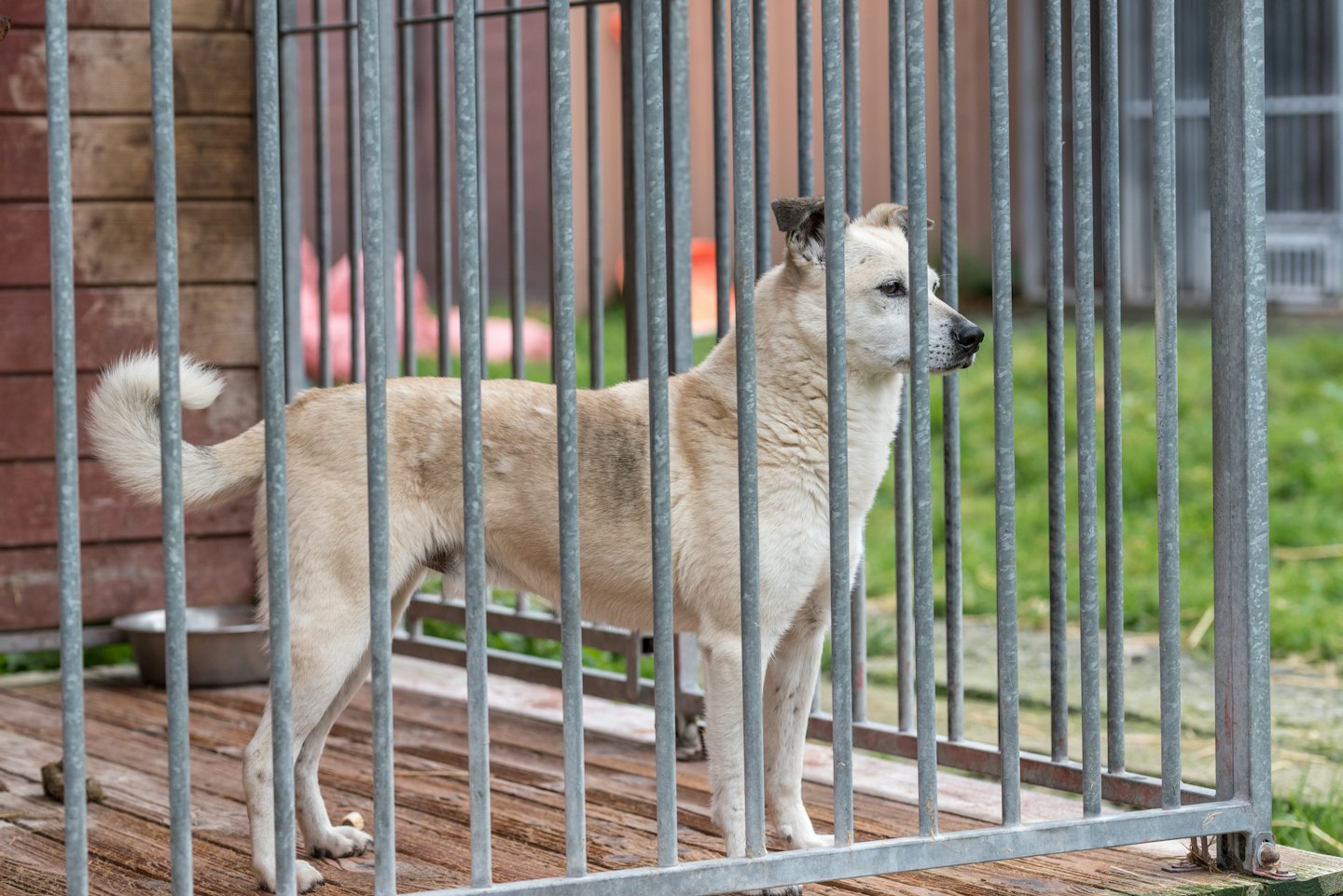 A light-colored dog stands in a kennel cage.
