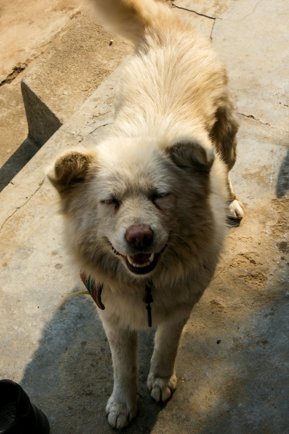 A cream-furred dog with a colorful collar stands on concrete.