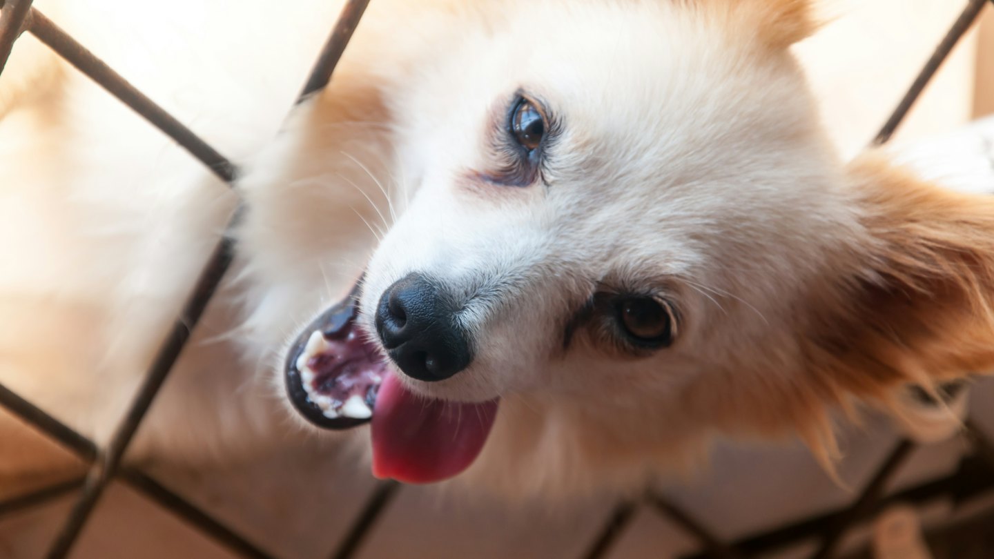 Small dog with light fur peeking through a metal cage.