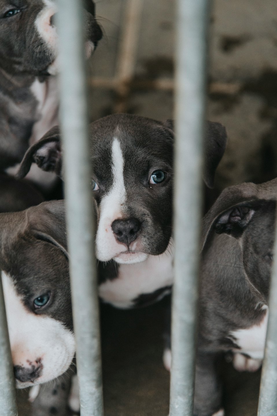 Several puppies with blue eyes look out from a cage.