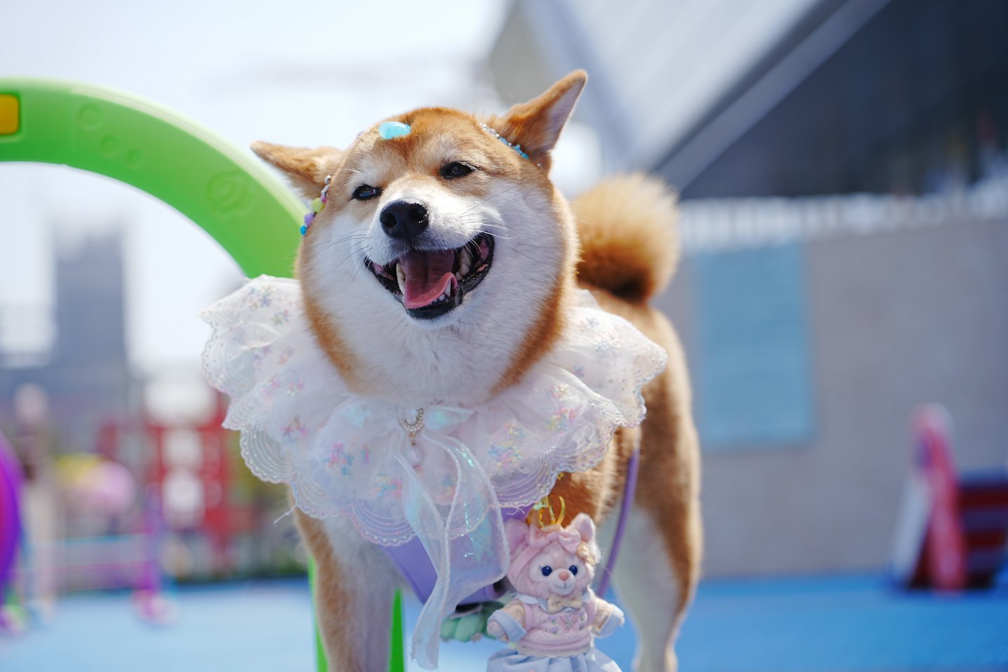Shiba Inu dog wearing a fancy ruffled collar and harness.